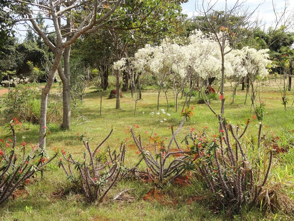 Vegetação de cerrado com árvores floridas no Jardim Botânico de Brasília
