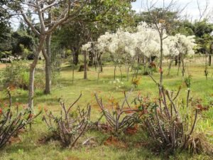 Vegetação de cerrado com árvores floridas no Jardim Botânico de Brasília