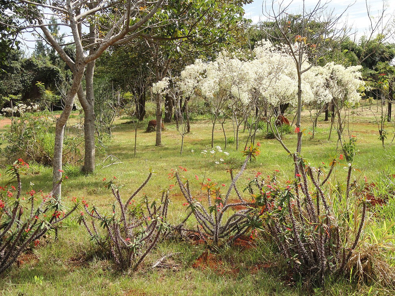 Vegetação de cerrado com árvores floridas no Jardim Botânico de Brasília