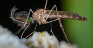 Imagem macro de um mosquito pousado, com detalhes das asas e das patas