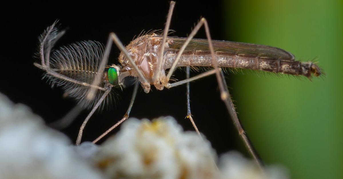 Imagem macro de um mosquito pousado, com detalhes das asas e das patas