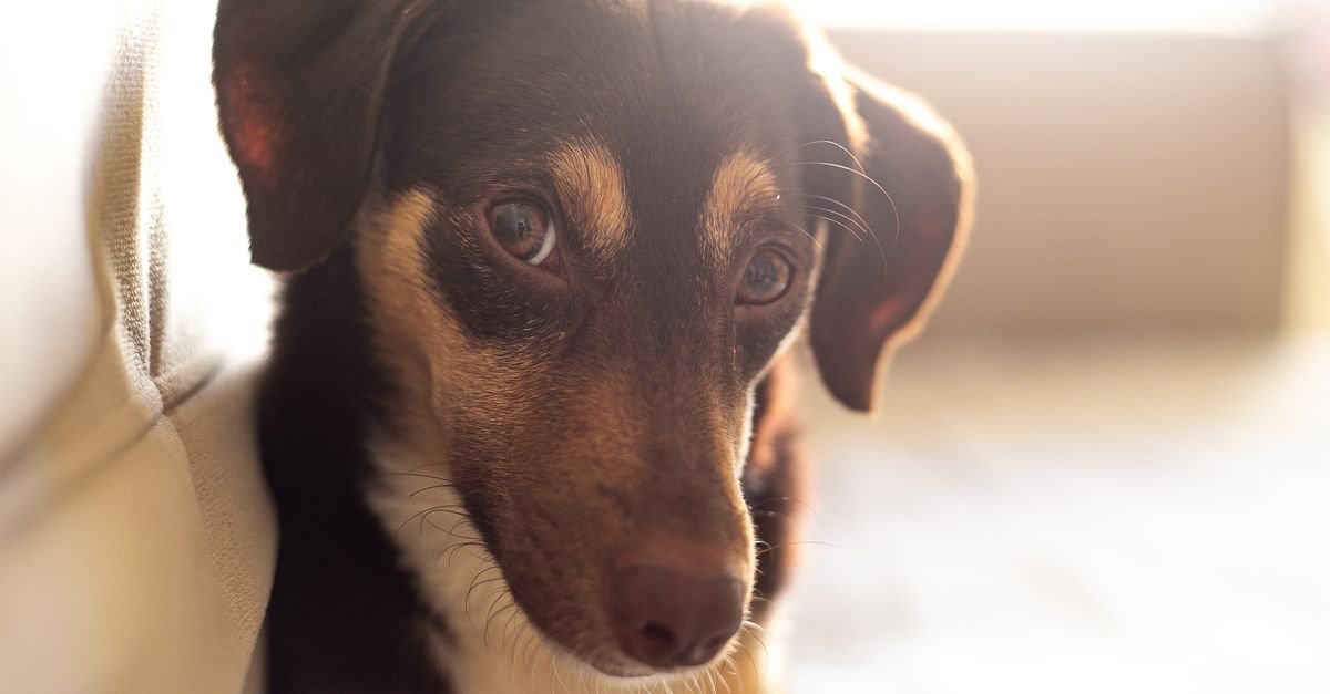 Cão de pelagem marrom e preta em closeup, com olhar atento, sob luz suave