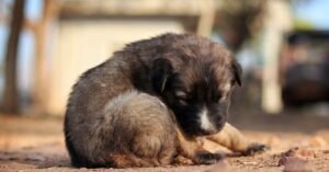 Filhote de cachorro de pelo escuro deitado sozinho no chão de terra, com a cabeça baixa