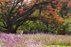 Flamboyant florido e canteiro de flores em parque de Brasília