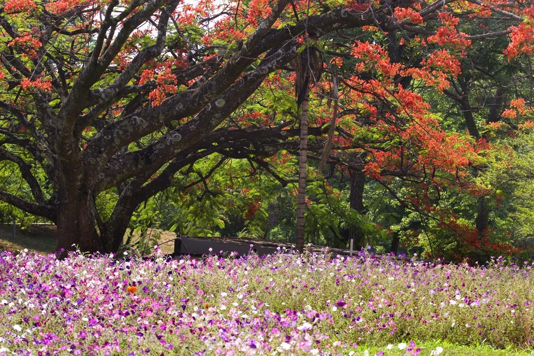 Flamboyant florido e canteiro de flores em parque de Brasília