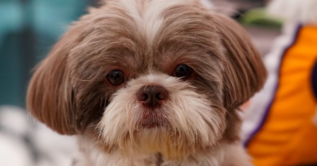 Cadela da raça shih tzu de pelagem marrom e branca em primeiro plano, imagem ilustrativa