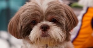 Cadela da raça shih tzu de pelagem marrom e branca em primeiro plano, imagem ilustrativa