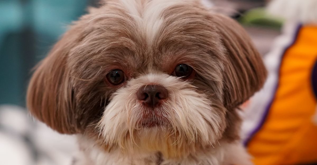 Cadela da raça shih tzu de pelagem marrom e branca em primeiro plano, imagem ilustrativa