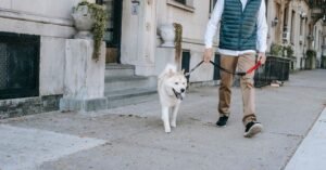 Cachorro caminhando na coleira ao lado do tutor na calçada em frente a prédios residenciais
