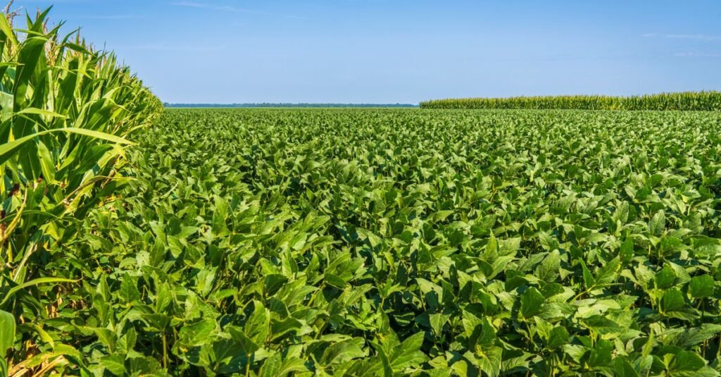 Lavoura de soja verde ao lado de uma faixa de milho, sob céu azul