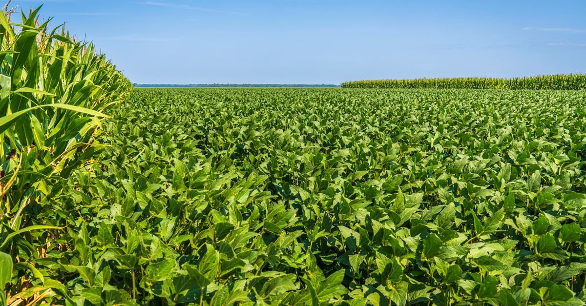 Lavoura de soja verde ao lado de uma faixa de milho, sob céu azul