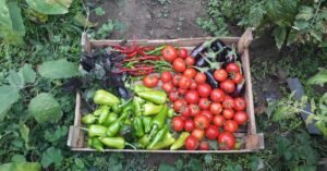 Caixote de madeira com tomates, pimentoes verdes, berinjelas e pimentas colhidos, apoiado sobre a terra da horta