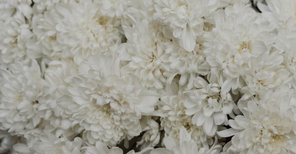 Buquê de crisântemos brancos em close, flor usada em cerimônias fúnebres