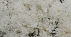 Buquê de crisântemos brancos em close, flor usada em cerimônias fúnebres