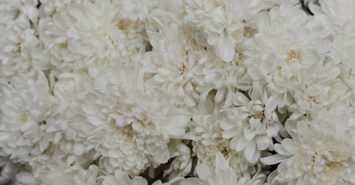 Buquê de crisântemos brancos em close, flor usada em cerimônias fúnebres