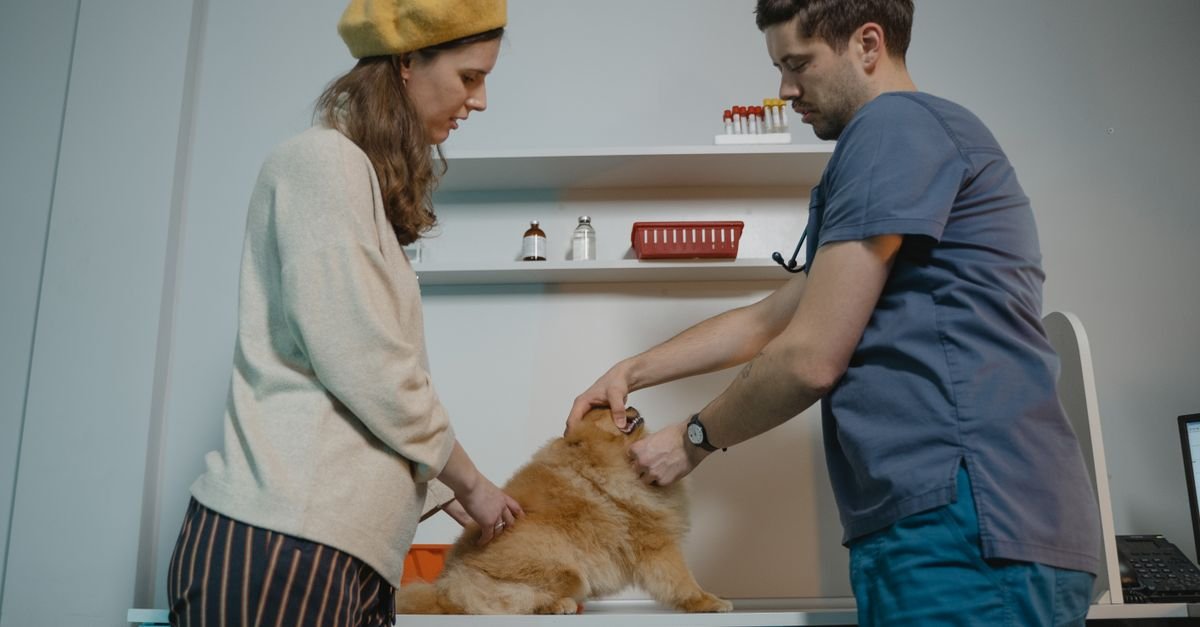 Veterinário examina cachorro sobre a mesa de uma clínica