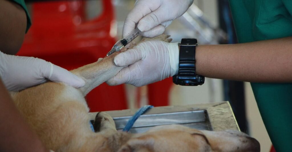 Veterinário aplica injeção na pata de um cão sobre a mesa de atendimento