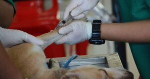 Veterinário aplica injeção na pata de um cão sobre a mesa de atendimento