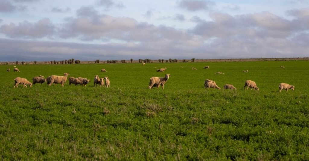 Rebanho de ovelhas pasta em campo verde sob céu azul, em imagem que ilustra criação em propriedade rural