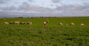Rebanho de ovelhas pasta em campo verde sob céu azul, em imagem que ilustra criação em propriedade rural