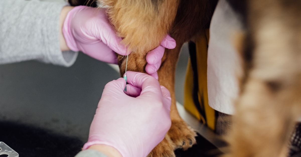 Veterinário com luvas aplica injeção na pata de um cão sobre a mesa de atendimento