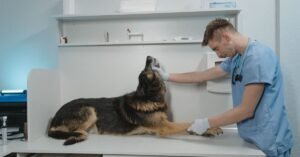Veterinário examina cão sobre mesa de clínica durante atendimento