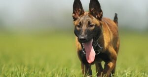 Cão da raça pastor-belga-malinois em campo aberto