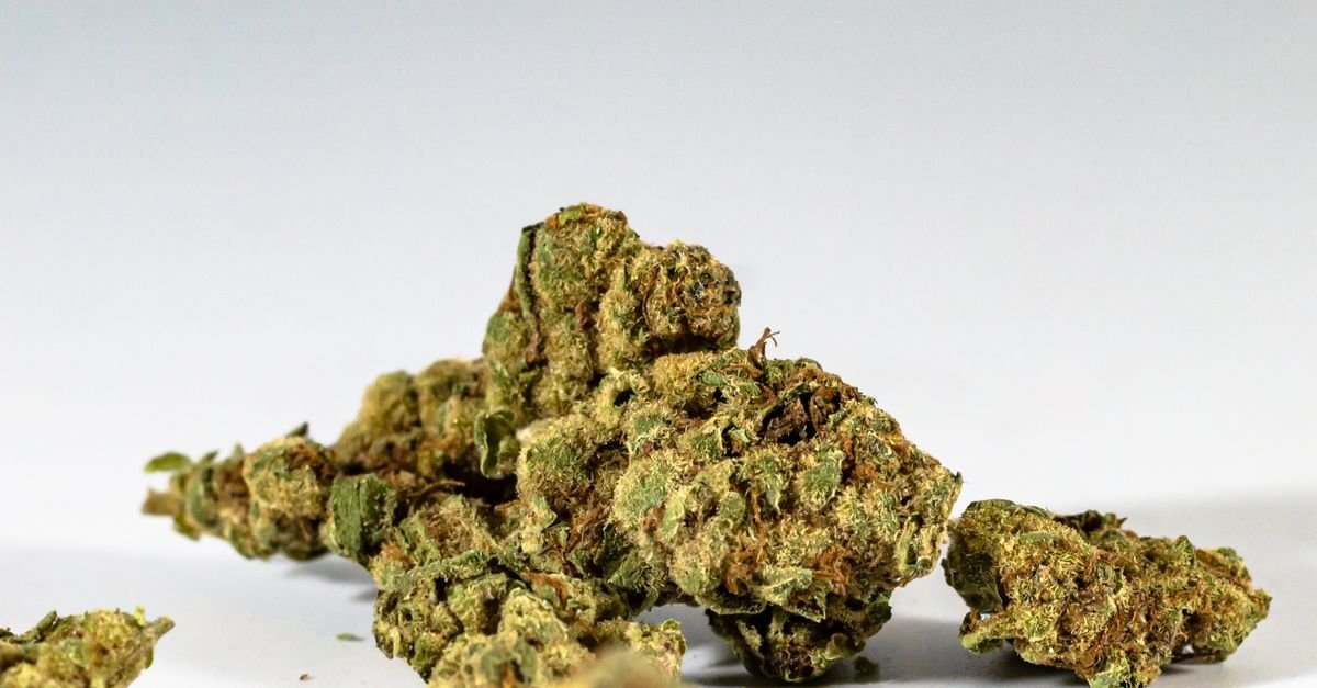 Porções de maconha seca sobre fundo branco