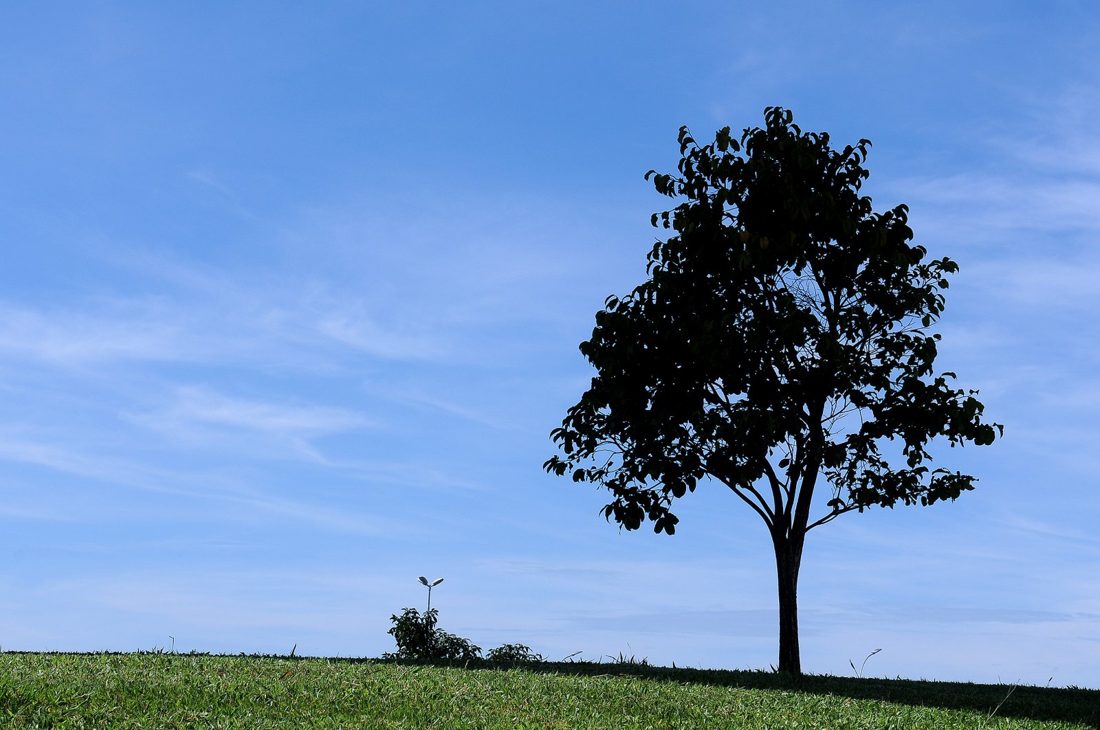 Árvore isolada sobre gramado em área verde da Asa Norte, em Brasília, com céu azul ao fundo