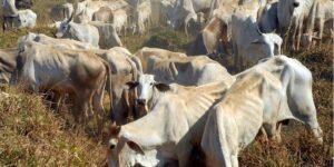 Rebanho de gado nelore pastando em área de pastagem seca de cerrado