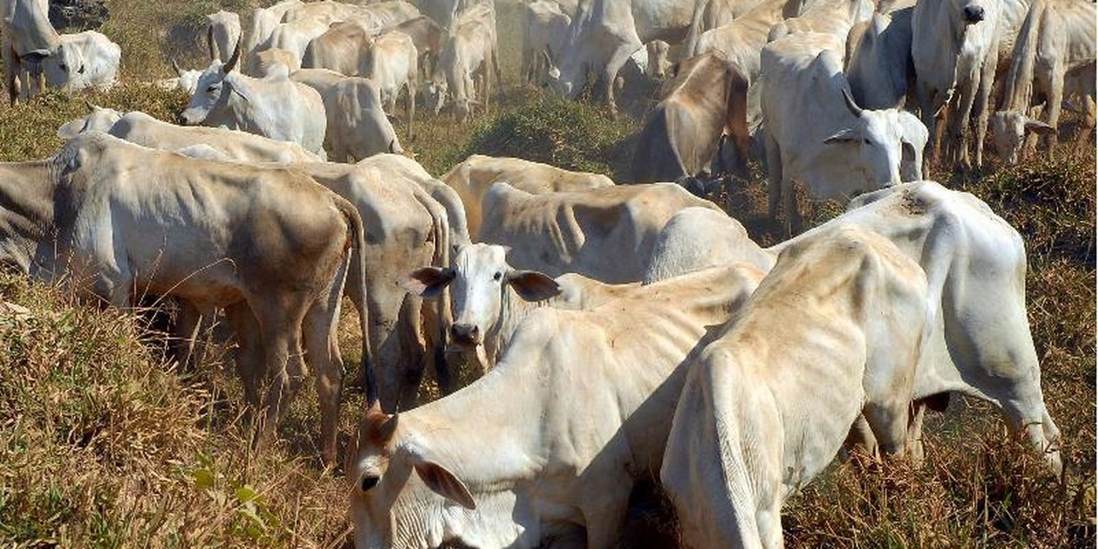 Rebanho de gado nelore pastando em área de pastagem seca de cerrado