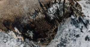 Tronco carbonizado sobre cinzas depois de incêndio em vegetação