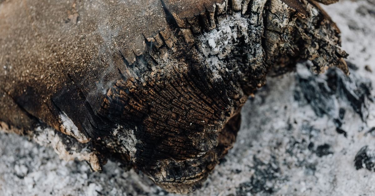 Tronco carbonizado sobre cinzas depois de incêndio em vegetação