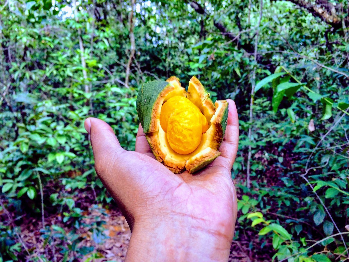 Mão segurando um pequi aberto, com a polpa amarela à mostra, em meio à vegetação