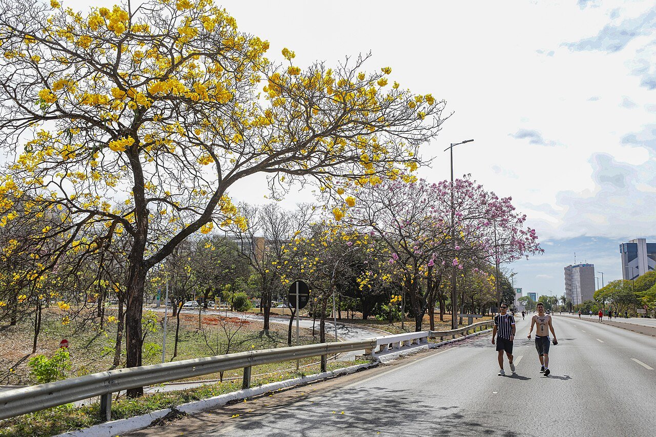 Ipês amarelos e rosas floridos na margem do Eixão, com pedestres na pista e prédios ao fundo