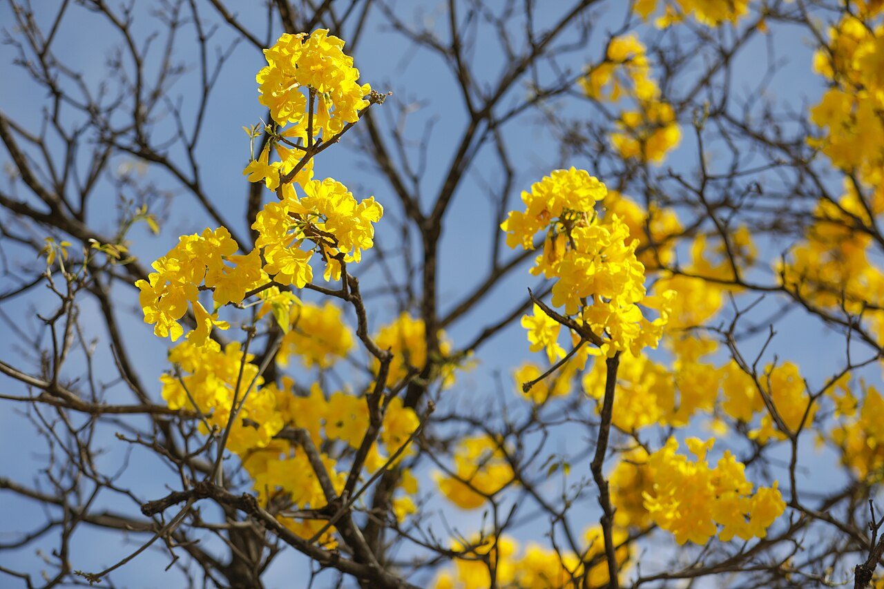 Galhos de ipê amarelo florido contra o céu azul em Brasília