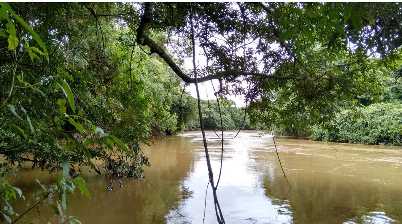 Rio São Bartolomeu visto de dentro da mata de galeria, com água barrenta e galhos sobre o curso d'água
