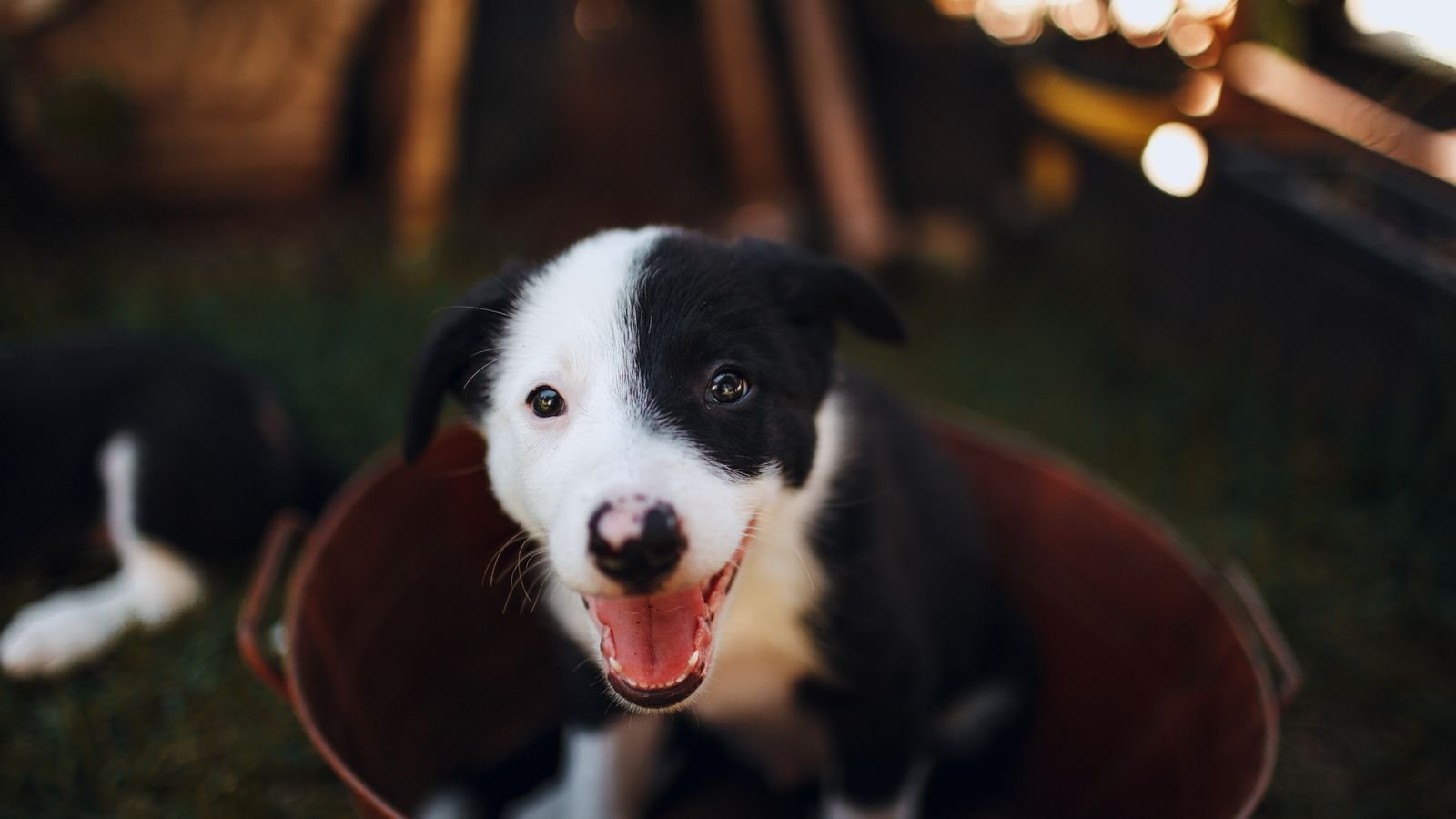 Filhote de cachorro sorrindo, representando evento de adoção de animais