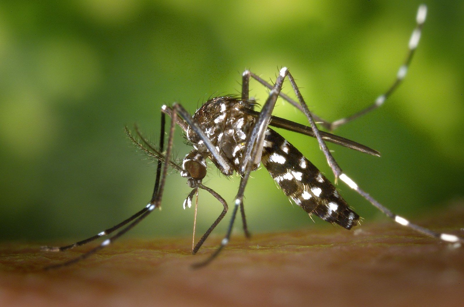 Close de um mosquito Aedes albopictus, parente do Aedes aegypti, pousado na pele