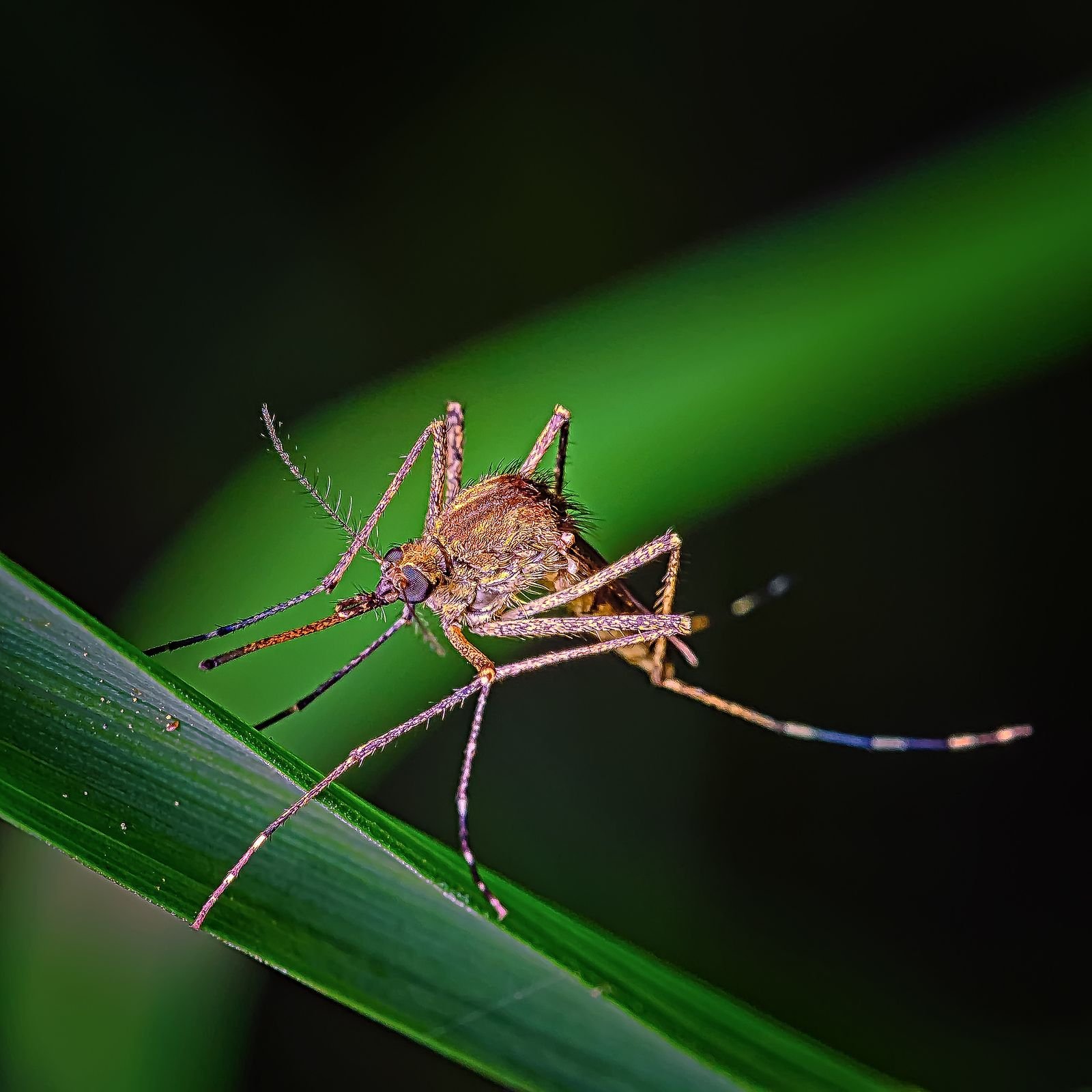 Mosquito em close sobre uma folha verde