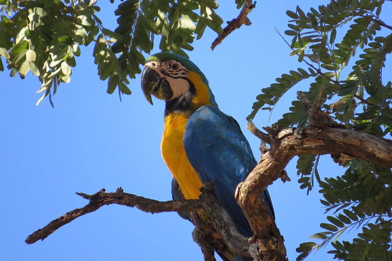 Arara-canindé pousada em galho de árvore do Cerrado, em foto de arquivo