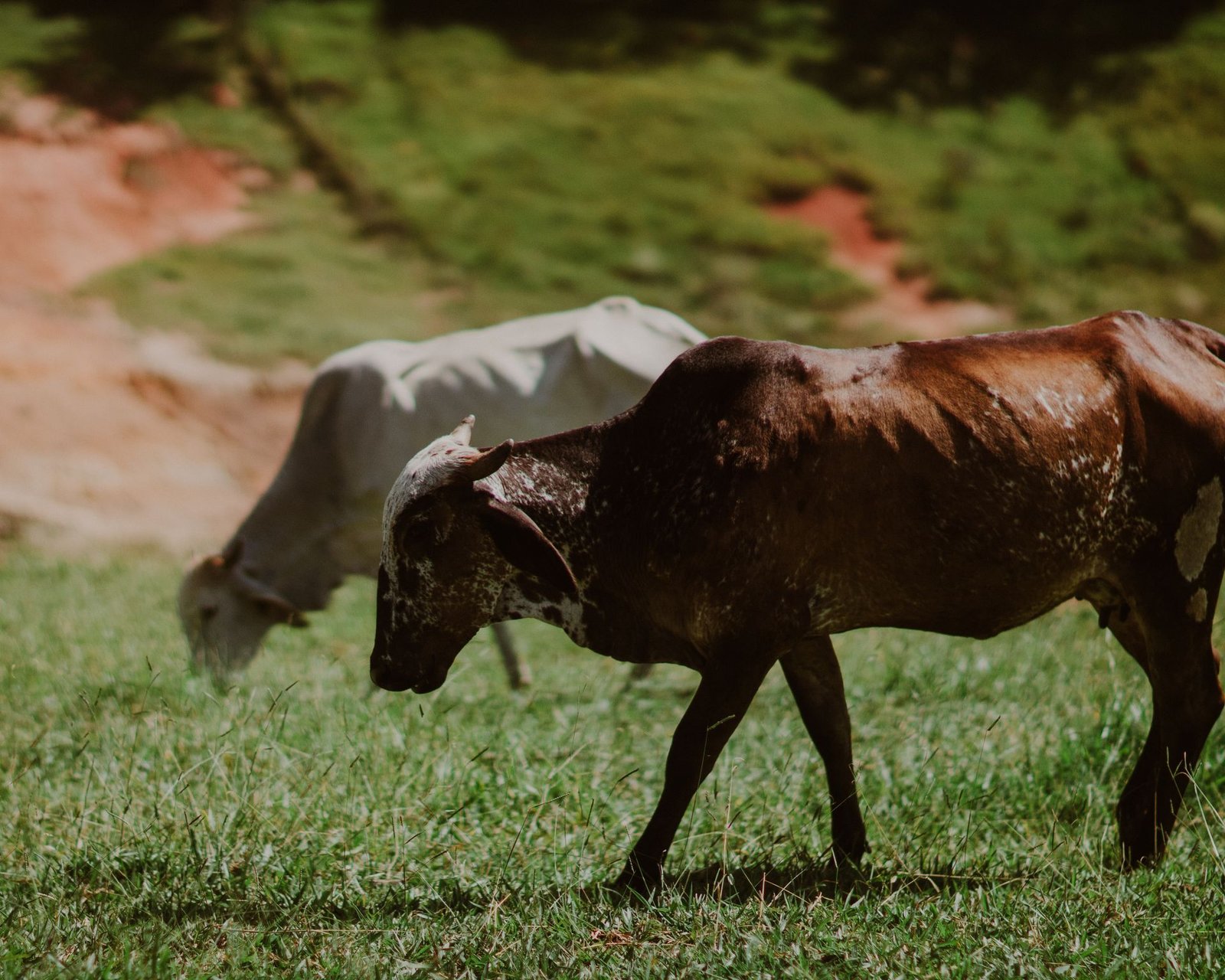 Dois bovinos de raça zebuína pastam em campo de grama verde, em foto ilustrativa de rebanho.