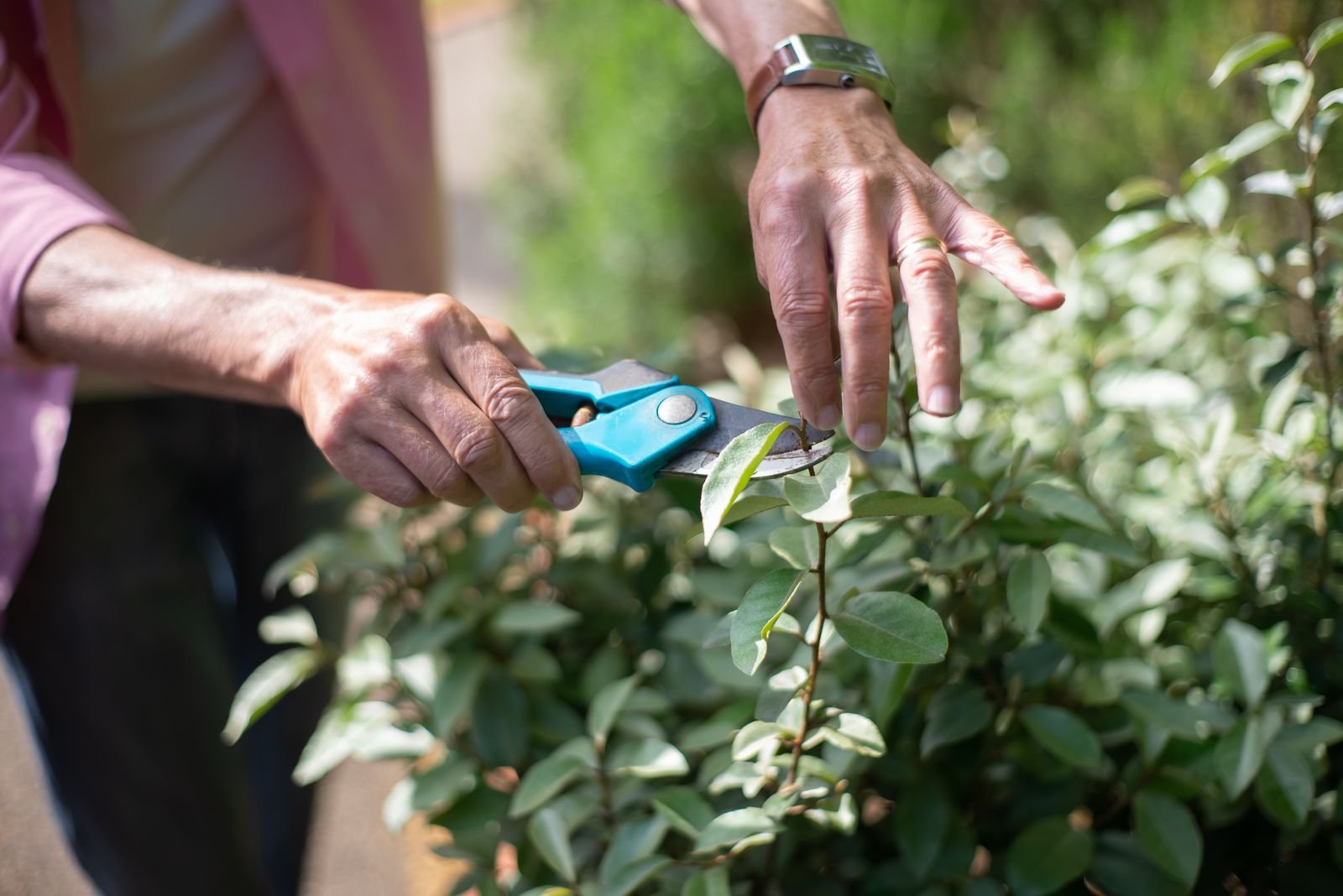 Mãos de um jardineiro podando um arbusto com tesoura, em foto de arquivo ilustrativa