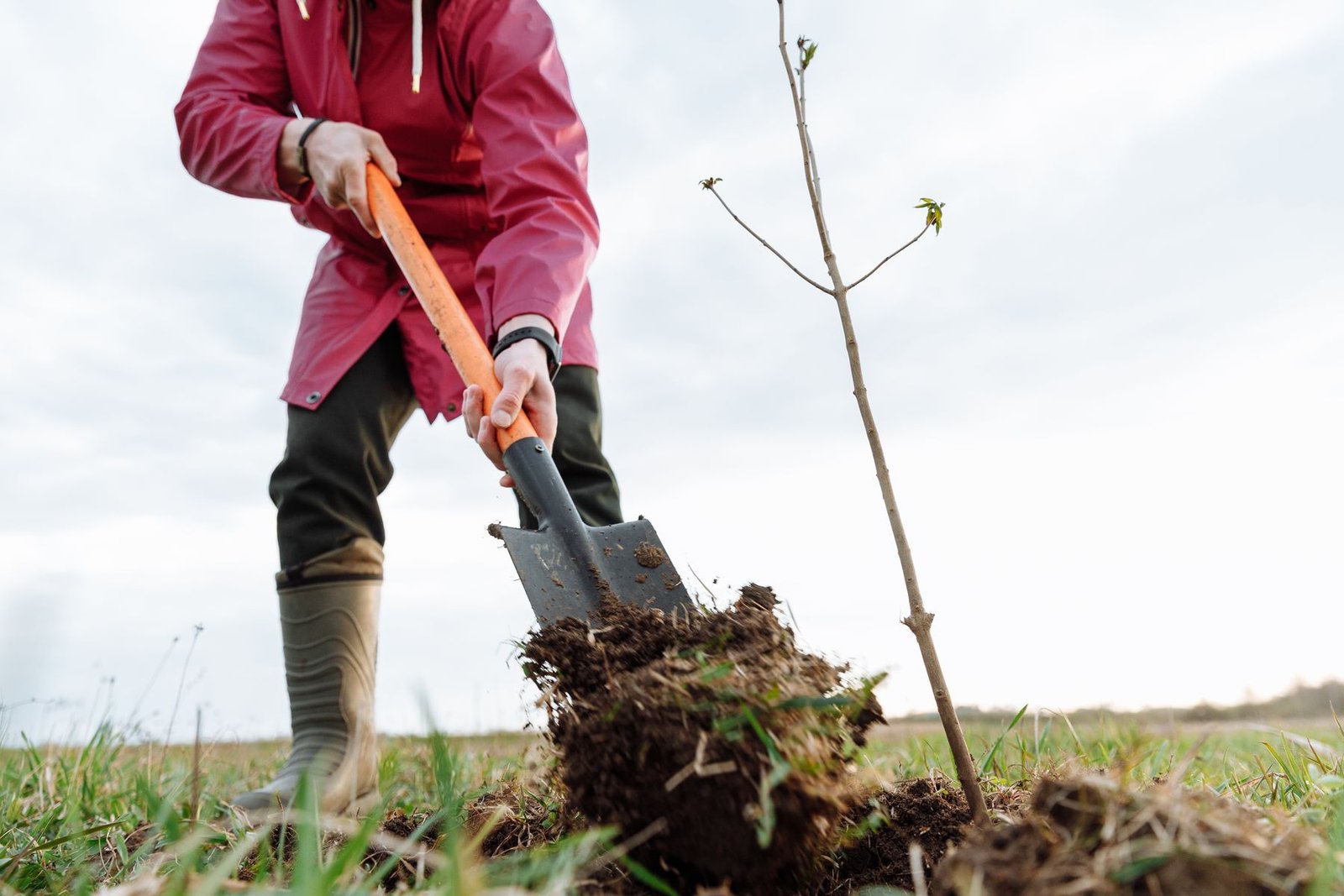 Pessoa plantando muda de árvore em área verde