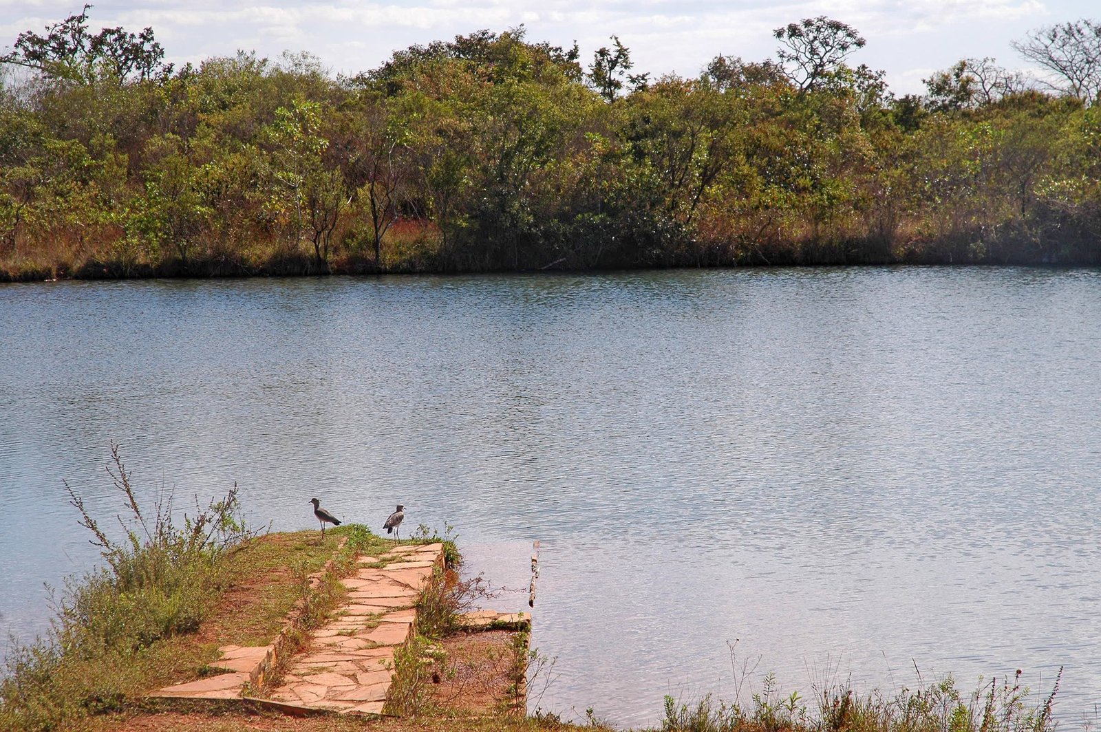 Vegetação de cerrado às margens de um lago, com duas aves em um pequeno deque de pedra, no Parque Nacional de Brasília