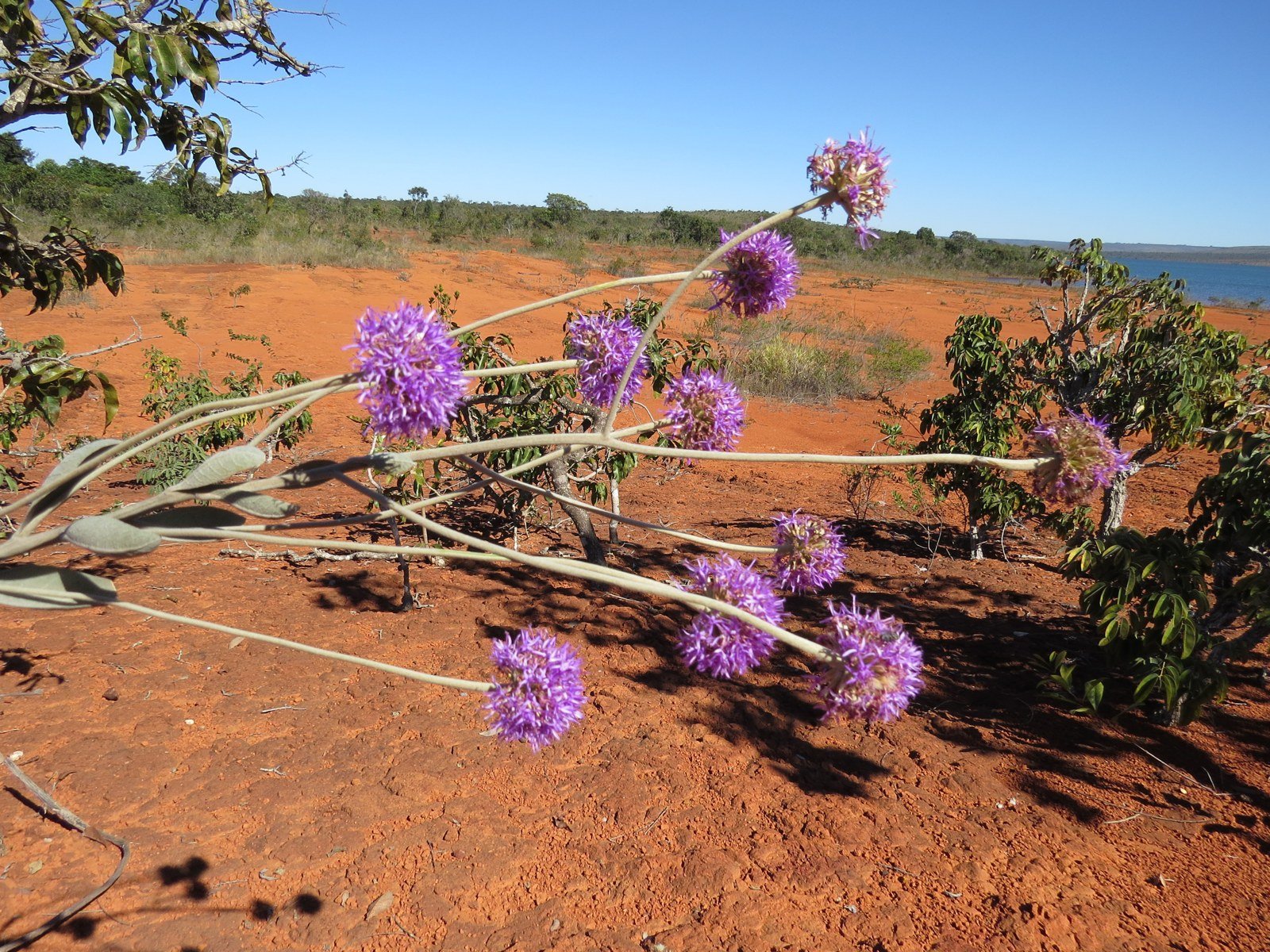 Flores roxas de arbusto do Cerrado sobre solo vermelho e seco no Parque Nacional de Brasília, com o lago ao fundo