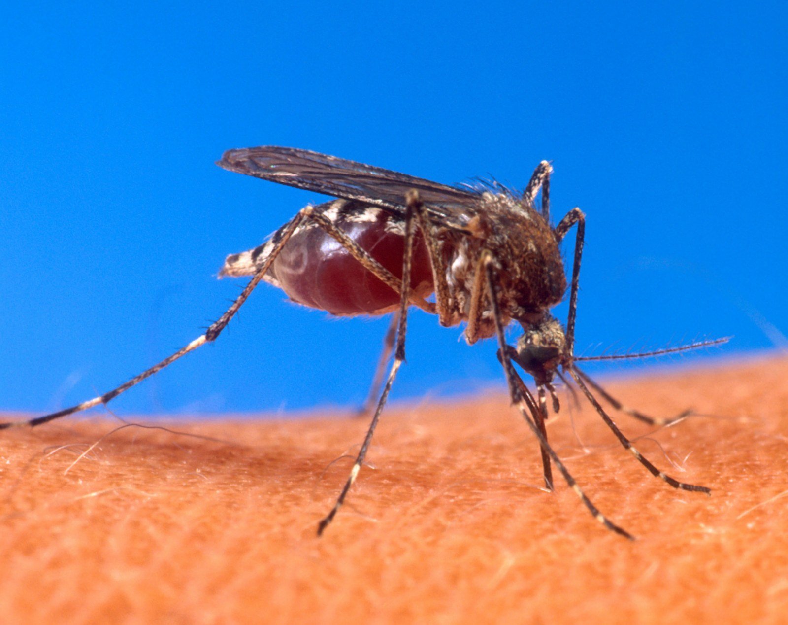 Mosquito Aedes aegypti, transmissor da dengue, picando a pele humana em foto de arquivo
