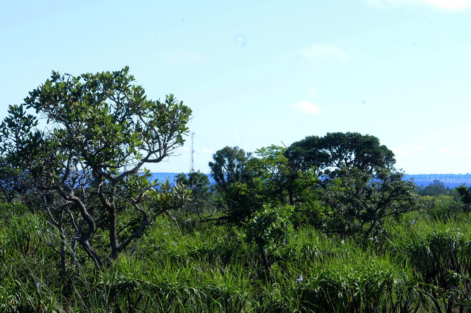 Vegetação de cerrado com árvores e campo aberto sob céu azul no Distrito Federal