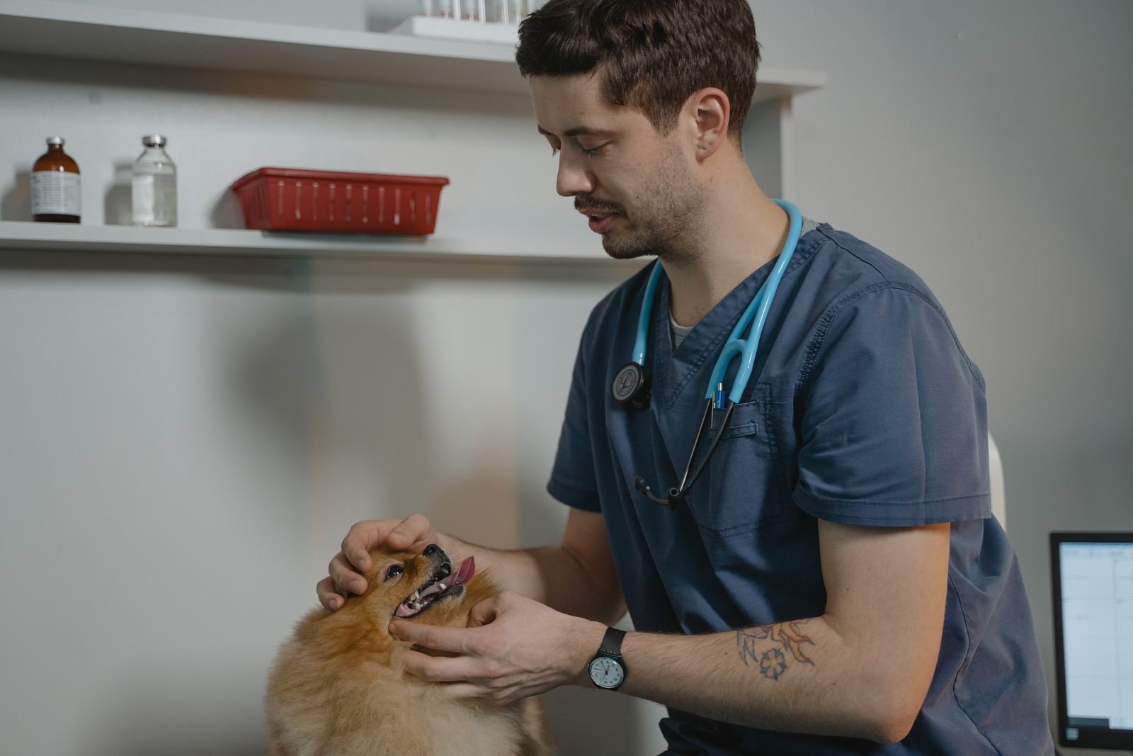 Veterinário examina um cão spitz alemão em consultório