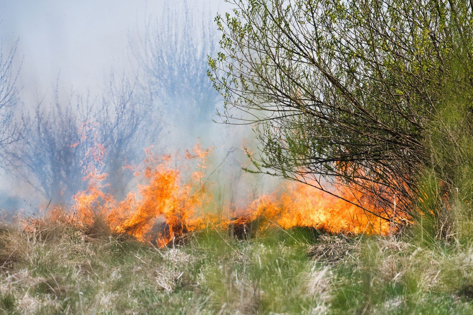 Fogo avançando sobre capim seco com fumaça ao fundo, em foto de arquivo